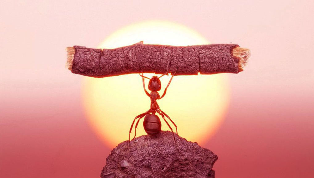 Fotografía de una pequeña hormiga roja que lleva en su espalda un gran trozo de madera quemado sobre un fondo de puesta de sol intenso.